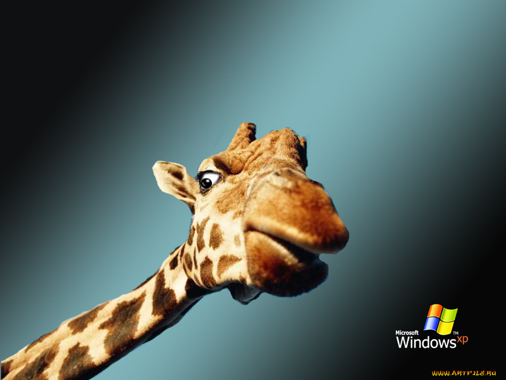 , windows, xp